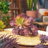 Fake Succulents Wholesale Echeveria 15 Varieties