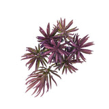 Fake Succulents Wholesale Echeveria 15 Varieties