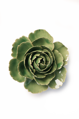 Jade Green English Rose Ceramic Flowers - Nature Decor