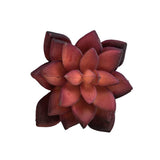 Fake Succulents Wholesale Echeveria 15 Varieties