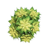 Fake Succulents Wholesale Echeveria 15 Varieties