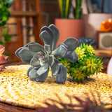 Fake Succulents Wholesale Echeveria 15 Varieties