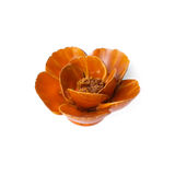 Burnt Orange Poppy Flower