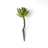 Fake Succulents Wholesale Echeveria 15 Varieties