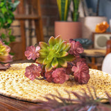 Fake Succulents Wholesale Echeveria 15 Varieties