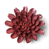 Blush Pink Star Dahlia