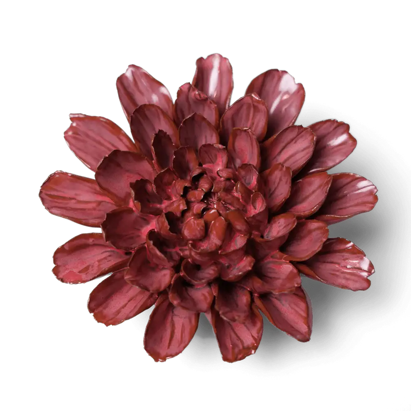Blush Pink Star Dahlia