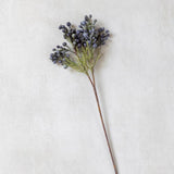 Brunia Berry