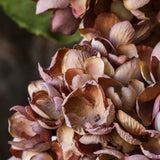 Antique Pink Hydrangea