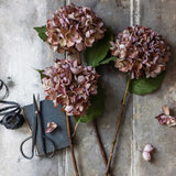 Antique Pink Hydrangea