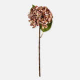 Antique Pink Hydrangea