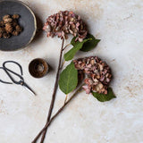 Antique Pink Hydrangea