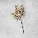 Winter Dew Sedge
