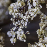 Winter Dew Sedge