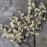 Winter Dew Sedge