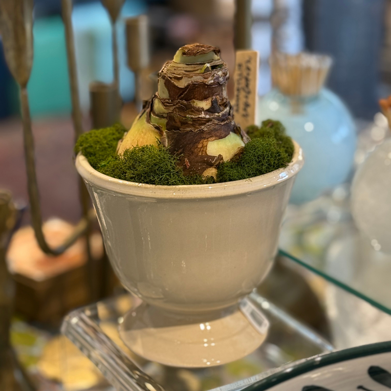 Amaryllis Bulb in Footed Planter