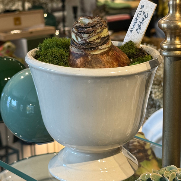 Amaryllis Bulb in Footed Planter