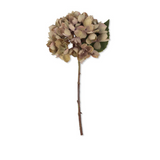 Hydrangea Dusk Stem