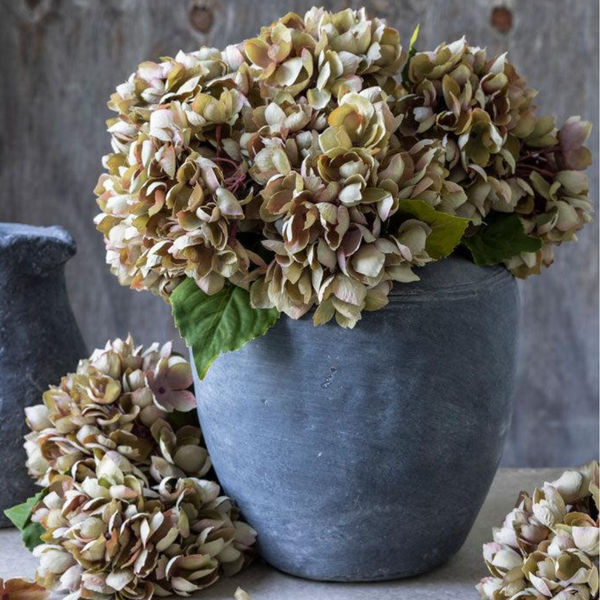 Hydrangea Dusk Stem