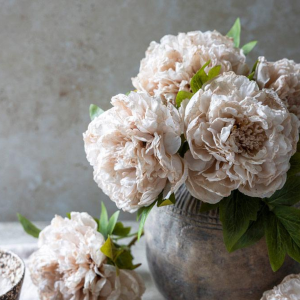 Peony Evening Dew