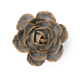 Pale Blue English Rose