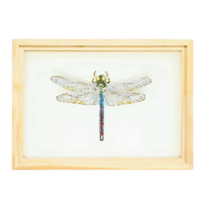 Green Darner Dragonfly