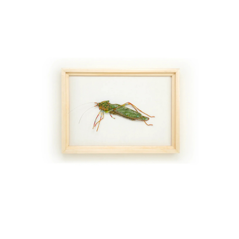 Bush Cricket