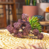 Fake Succulents Wholesale Echeveria 15 Varieties