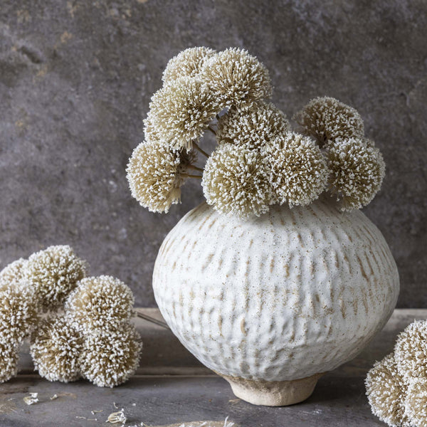 White Allium Bunch