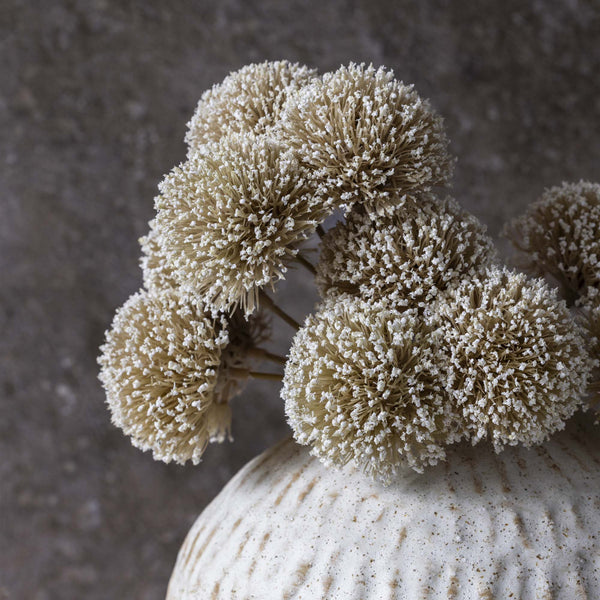 White Allium Bunch