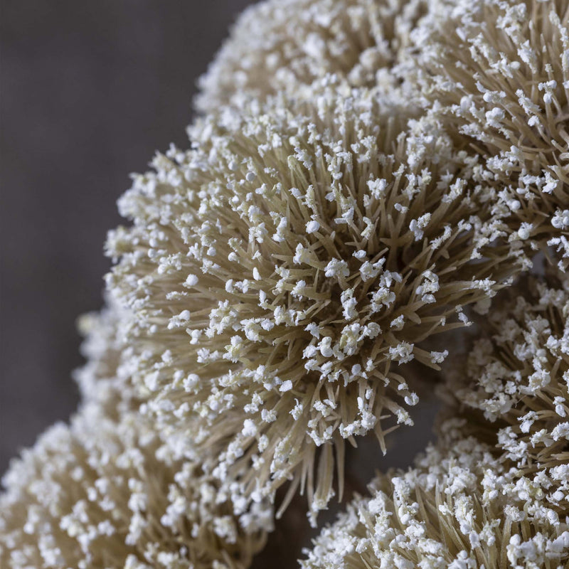 White Allium Bunch