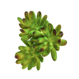 Fake Succulents Wholesale Echeveria 15 Varieties