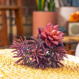 Fake Succulents Wholesale Echeveria 15 Varieties