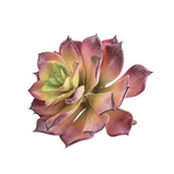 Fake Succulents Wholesale Echeveria 15 Varieties